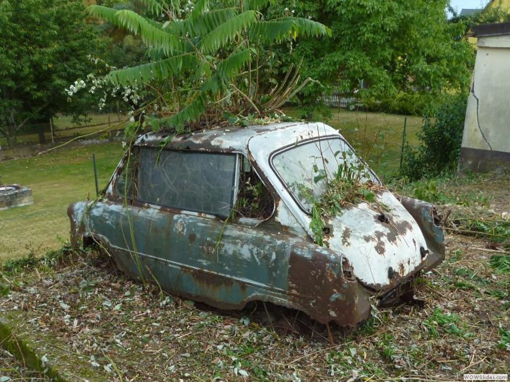 Gartenleiche1